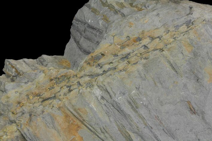 Fossil Lycopod Tree Root (Stigmaria) - Kentucky #136669